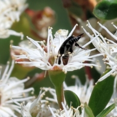 Mordellidae (family) (Unidentified pintail or tumbling flower beetle) at Wodonga - 26 Nov 2023 by KylieWaldon