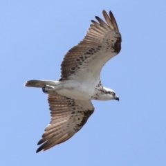 Pandion haliaetus (Osprey) at Cleveland, QLD - 22 Nov 2023 by TimL