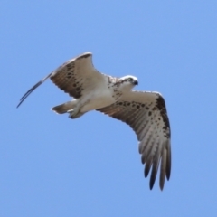 Pandion haliaetus at Cleveland, QLD - suppressed