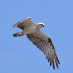 Pandion haliaetus at Cleveland, QLD - suppressed