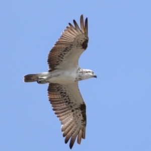 Pandion haliaetus at Cleveland, QLD - suppressed
