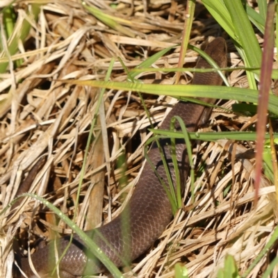 Cyclodomorphus michaeli (Mainland She-oak Skink) at Wingecarribee Local Government Area - 25 Nov 2023 by Curiosity