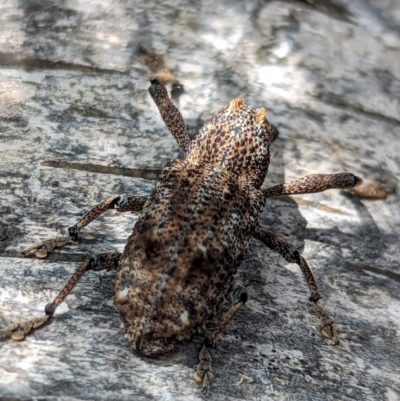 Orthorhinus cylindrirostris (Elephant Weevil) at Watson, ACT - 27 Nov 2023 by AniseStar