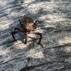 Orthorhinus cylindrirostris at Watson, ACT - 27 Nov 2023