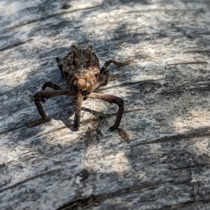 Orthorhinus cylindrirostris at Watson, ACT - 27 Nov 2023