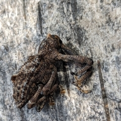 Orthorhinus cylindrirostris at Watson, ACT - 27 Nov 2023