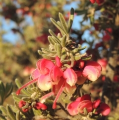 Grevillea lanigera at Pine Island to Point Hut - 7 Aug 2023 05:02 PM