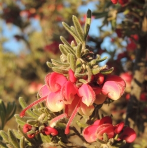 Grevillea lanigera at Pine Island to Point Hut - 7 Aug 2023 05:02 PM