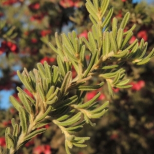 Grevillea lanigera at Pine Island to Point Hut - 7 Aug 2023 05:02 PM