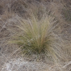 Nassella trichotoma (Serrated Tussock) at Tuggeranong, ACT - 7 Aug 2023 by michaelb