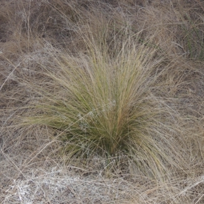 Nassella trichotoma (Serrated Tussock) at Pine Island to Point Hut - 7 Aug 2023 by michaelb