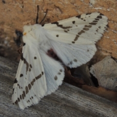 Ardices canescens (Dark-spotted Tiger Moth) at Pollinator-friendly garden Conder - 20 Sep 2023 by michaelb