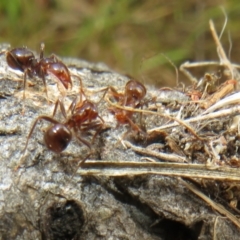 Papyrius sp (undescribed) (Hairy Coconut Ant) at Mount Mugga Mugga - 15 Nov 2023 by Christine