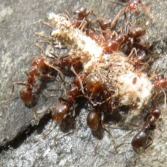 Papyrius sp (undescribed) at Mount Mugga Mugga - 15 Nov 2023