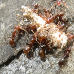 Papyrius sp (undescribed) at Mount Mugga Mugga - 15 Nov 2023