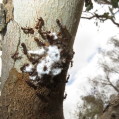 Papyrius sp (undescribed) at Mount Mugga Mugga - 15 Nov 2023