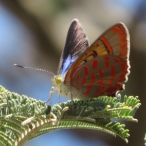 Hypochrysops delicia at Hall Cemetery - suppressed