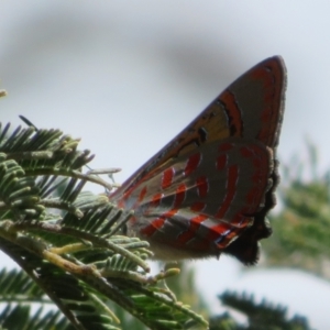 Hypochrysops delicia at Hall Cemetery - suppressed