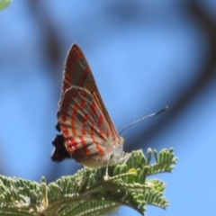 Hypochrysops delicia at Hall Cemetery - suppressed