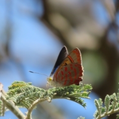 Hypochrysops delicia at Hall Cemetery - suppressed