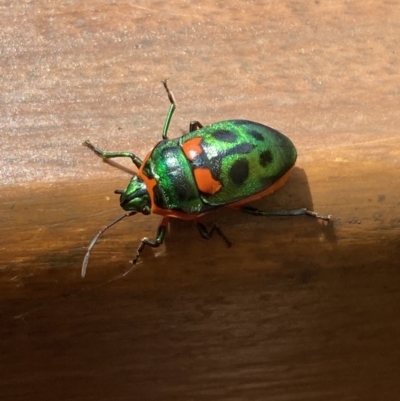 Scutiphora pedicellata (Metallic Jewel Bug) at Campbell, ACT - 26 Nov 2023 by SilkeSma