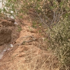 Unidentified Snake at Fentons Creek, VIC - 26 Nov 2023 by KL