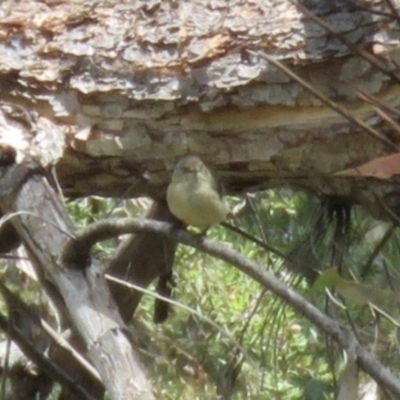 Acanthiza reguloides (Buff-rumped Thornbill) at Woodlands - 21 Nov 2023 by Span102