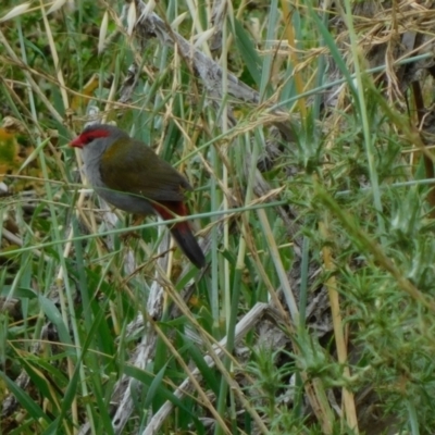 Neochmia temporalis (Red-browed Finch) at Symonston, ACT - 28 Nov 2023 by CallumBraeRuralProperty