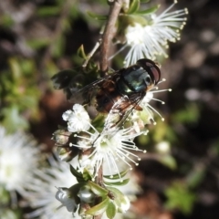 Austalis copiosa (Hover fly) at Wingecarribee Local Government Area - 18 Nov 2022 by GlossyGal