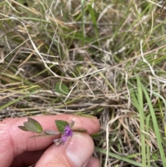 Polygala japonica (Dwarf Milkwort) at Jacka, ACT - 23 Nov 2023 by leith7