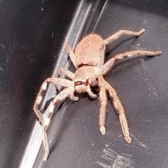 Isopedella pessleri (A huntsman spider) at Lake Ginninderra - 27 Nov 2023 by Birdy