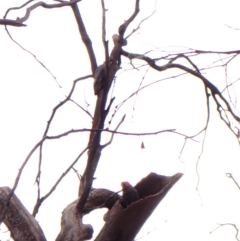 Callocephalon fimbriatum (identifiable birds) (Gang-gang Cockatoo (named birds)) at Mount Painter - 27 Nov 2023 by CathB