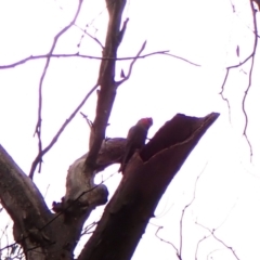 Callocephalon fimbriatum (identifiable birds) at Mount Painter - suppressed