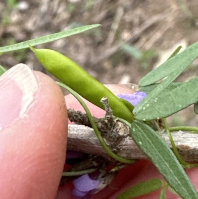 Glycine clandestina (Twining Glycine) at Kangaroo Valley, NSW - 28 Nov 2023 by lbradleyKV