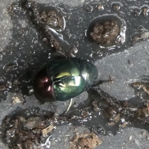 Saprinus (Saprinus) sp. (genus & subgenus) at QPRC LGA - 28 Nov 2023