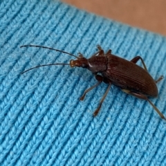 Listroderes sp. (genus) at Wingecarribee Local Government Area - 26 Nov 2023 by GlossyGal
