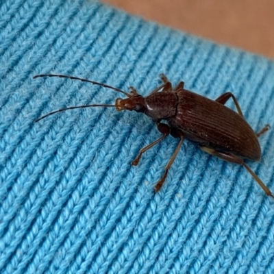 Listroderes sp. (genus) at Wingecarribee Local Government Area - 26 Nov 2023 by GlossyGal