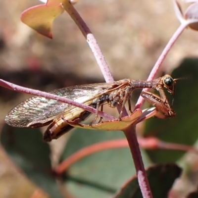 Campion sp. (genus) (Mantis Fly) at Mount Painter - 25 Nov 2023 by CathB