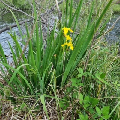 Iris pseudacorus (Yellow Flag) at Lake Burley Griffin West - 25 Nov 2023 by jpittock