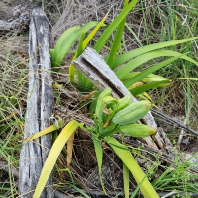 Unidentified Lily or Iris at Blue Gum Point to Attunga Bay - 25 Nov 2023 by jpittock