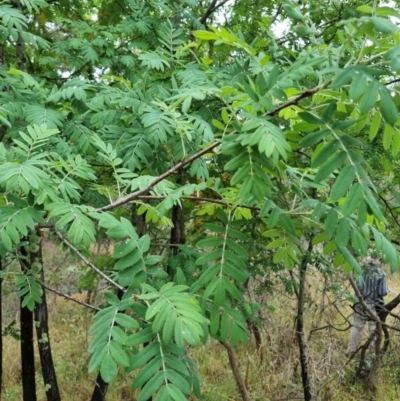 Sorbus domestica (Service Tree) at Bruce Ridge - 25 Nov 2023 by jpittock