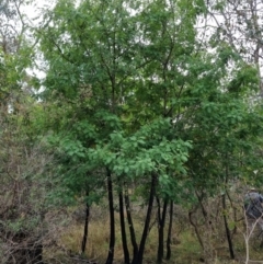 Sorbus domestica at Bruce Ridge - 25 Nov 2023 11:46 AM