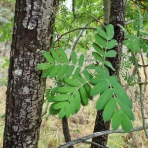 Sorbus domestica at Bruce Ridge - 25 Nov 2023 11:46 AM