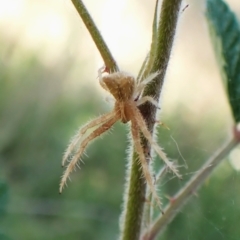 Sidymella hirsuta (Hairy crab spider) at Mount Painter - 27 Nov 2023 by CathB