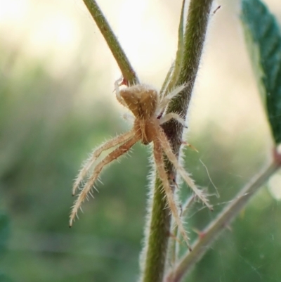 Sidymella hirsuta (Hairy crab spider) at Mount Painter - 27 Nov 2023 by CathB