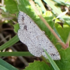 Taxeotis intextata (Looper Moth, Grey Taxeotis) at Mount Painter - 26 Nov 2023 by CathB