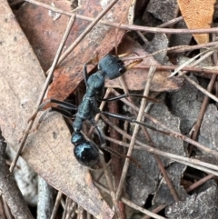 Myrmecia tarsata at Nadgee, NSW - 15 Nov 2023 by Pirom