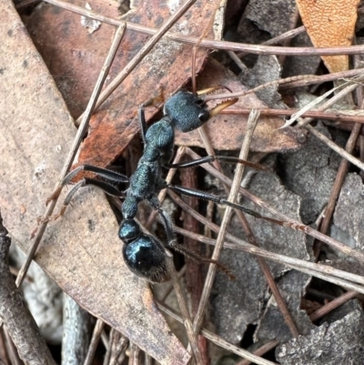 Myrmecia tarsata at Nadgee, NSW - 15 Nov 2023 by Pirom