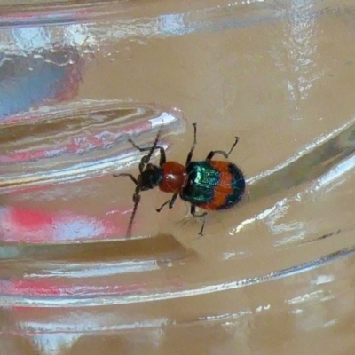 Dicranolaius bellulus (Red and Blue Pollen Beetle) at Rugosa - 27 Nov 2023 by SenexRugosus