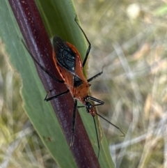 Gminatus australis at Nadgee, NSW - 16 Nov 2023 by Pirom